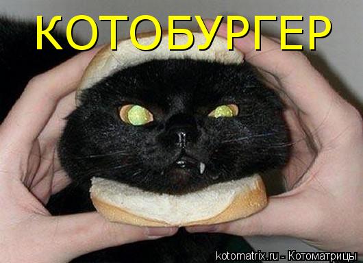КОТОБУРГЕР... Котоматрица: КОТОБУРГЕР