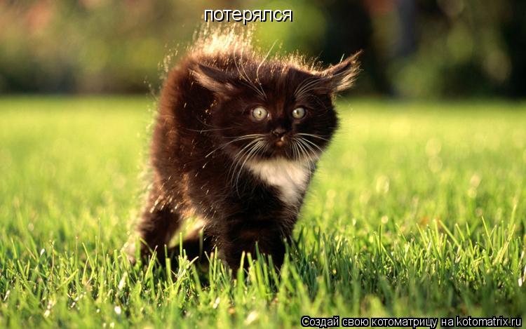 потерялся... Котоматрица: потерялся