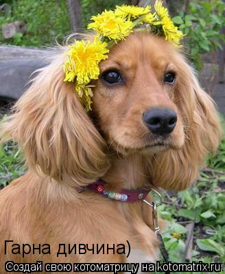 Гарна дивчина)... Котоматрица: Гарна дивчина)