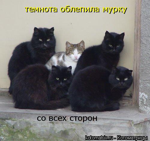 темнота облепила мурку со всех сторон... Котоматрица: темнота облепила мурку со всех сторон