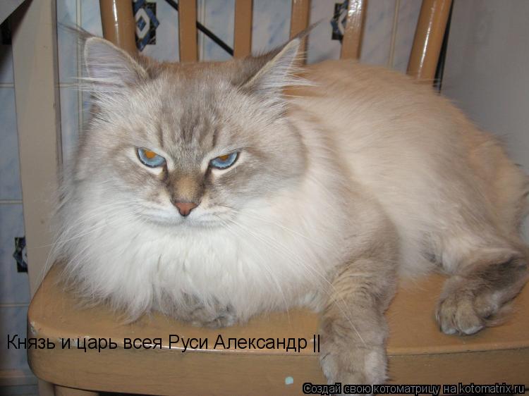 Князь и царь всея Руси Александр ||... Котоматрица: Князь и царь всея Руси Александр ||