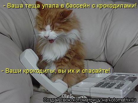 - Ваша теща упала в бассейн с крокодилами! - Ваши крокодилы, вы их и спасайте!... Котоматрица: - Ваша теща упала в бассейн с крокодилами! - Ваши крокодилы, вы их и спасайте!