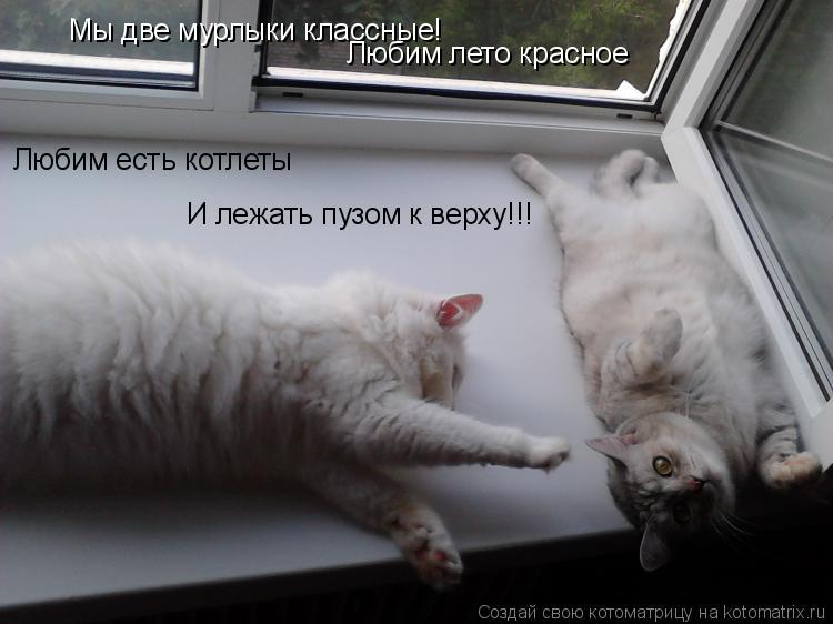 Мы две мурлыки классные! Любим лето красное Любим есть котлеты И лежать пузом к верху!!!... Котоматрица: Мы две мурлыки классные! Любим лето красное Любим есть котлеты И лежать пузом к верху!!!