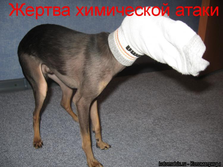 Жертва химической атаки... Котоматрица: Жертва химической атаки