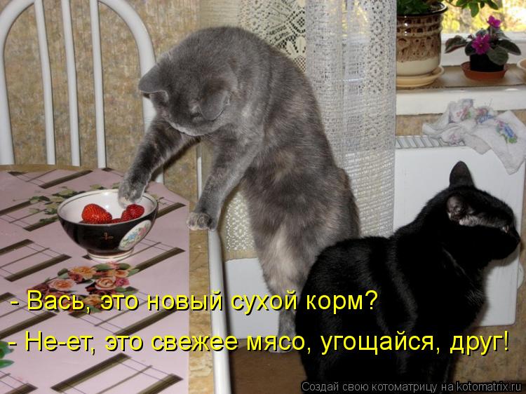 - Вась, это новый сухой корм? - Не-ет, это свежее мясо, угощайся, друг!... Котоматрица: - Вась, это новый сухой корм? - Не-ет, это свежее мясо, угощайся, друг!