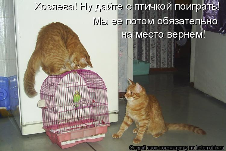Хозяева! Ну дайте с птичкой поиграть! Мы ее потом обязательно на место вернем!... Котоматрица: Хозяева! Ну дайте с птичкой поиграть! Мы ее потом обязательно на место вернем!