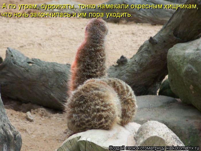 А по утрам, суррикаты, тонко намекали окресным хищникам, что ночь закончилась и им пора уходить.... Котоматрица: А по утрам, суррикаты, тонко намекали окресным хищникам, что ночь закончилась и им пора уходить.