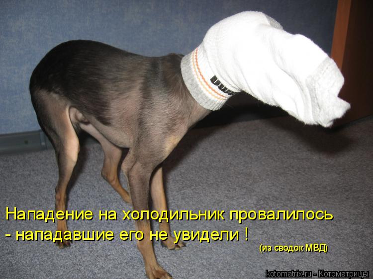 Нападение на холодильник провалилось - нападавшие его не увидели ! (из сводок МВД)... Котоматрица: Нападение на холодильник провалилось - нападавшие его не увидели ! (из сводок МВД)
