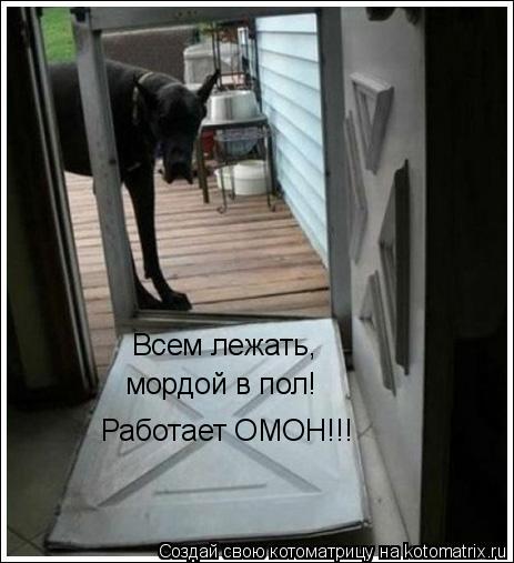 Всем лежать, мордой в пол! Работает ОМОН!!!... Котоматрица: Всем лежать, мордой в пол! Работает ОМОН!!!