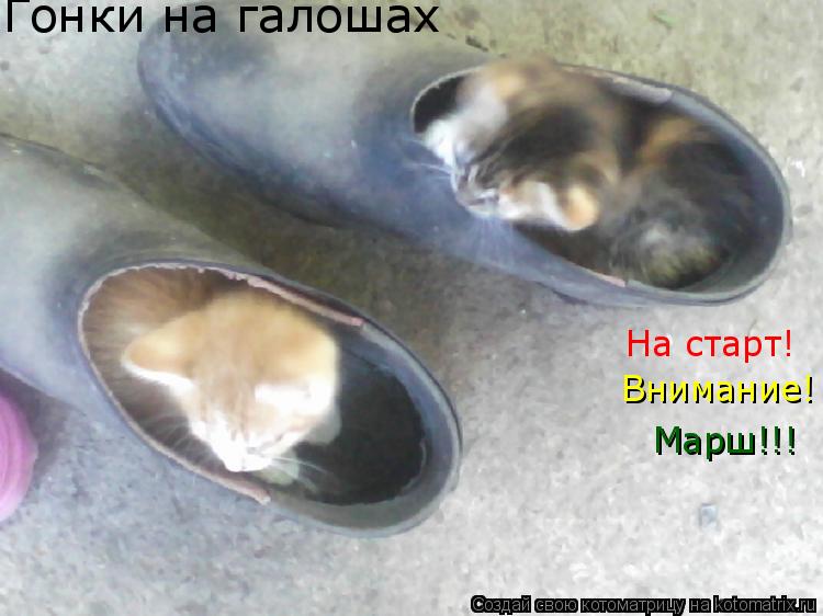 Гонки на галошах На старт! Внимание! Марш!!!... Котоматрица: Гонки на галошах На старт! Внимание! Марш!!!