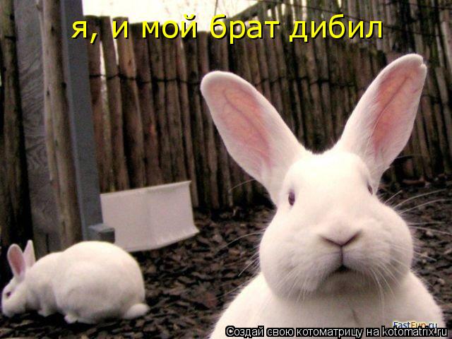 я, и мой брат дибил... Котоматрица: я, и мой брат дибил
