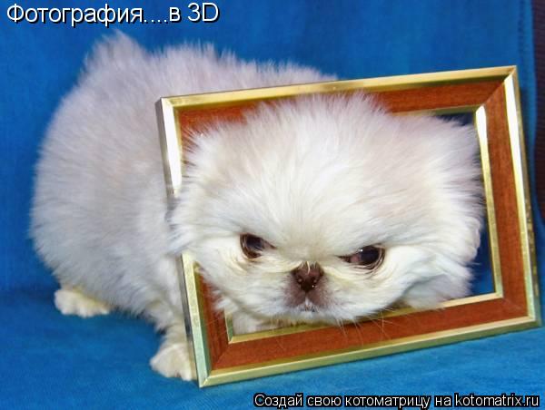 Фотография.... в 3D... Котоматрица: Фотография.... в 3D