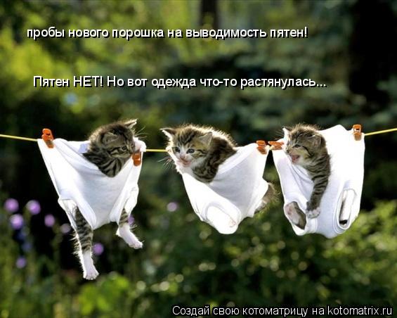 пробы нового порошка на выводимость пятен! Пятен НЕТ! Но вот одежда что-то растянулась...... Котоматрица: пробы нового порошка на выводимость пятен! Пятен НЕТ! Но вот одежда что-то растянулась...