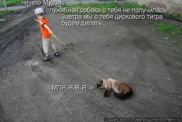 ...ничего Мурзик служебная собака с тебя не получилась... Завтра мы с тебя циркового тигра будем дел... Котоматрица: ...ничего Мурзик служебная собака с тебя не получилась... Завтра мы с тебя циркового тигра будем делать... МЛЯ-Я-Я-Я..>