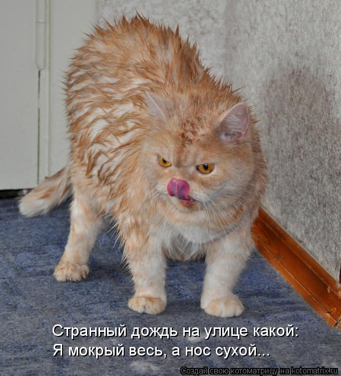 Я мокрый весь, а нос сухой... Странный дождь на улице какой:... Котоматрица: Я мокрый весь, а нос сухой... Странный дождь на улице какой:
