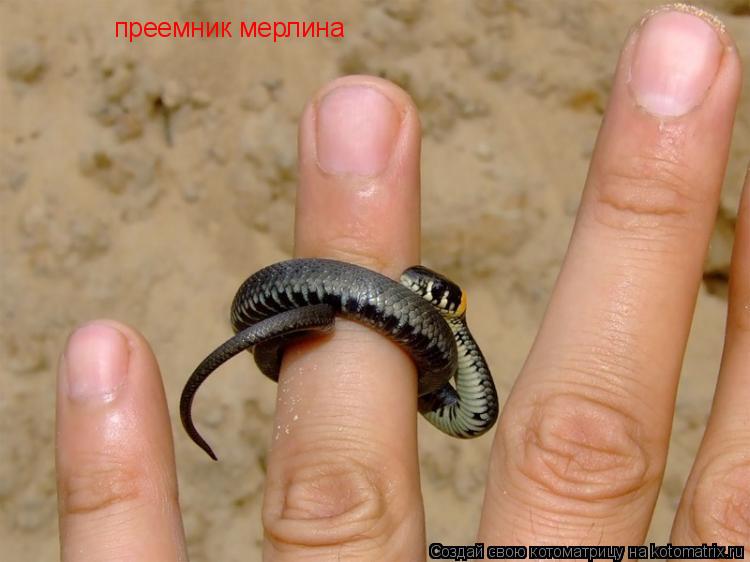 преемник мерлина... Котоматрица: преемник мерлина