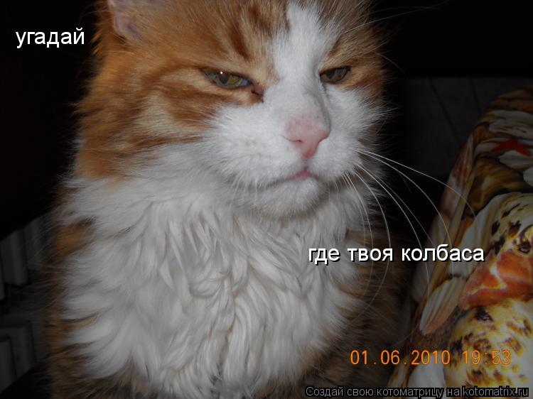 угадай где твоя колбаса... Котоматрица: угадай где твоя колбаса