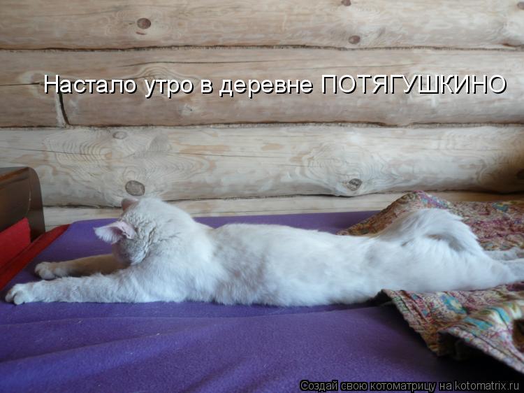 Настало утро в деревне ПОТЯГУШКИНО... Котоматрица: Настало утро в деревне ПОТЯГУШКИНО