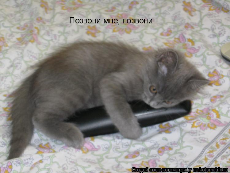Позвони мне, позвони... Котоматрица: Позвони мне, позвони