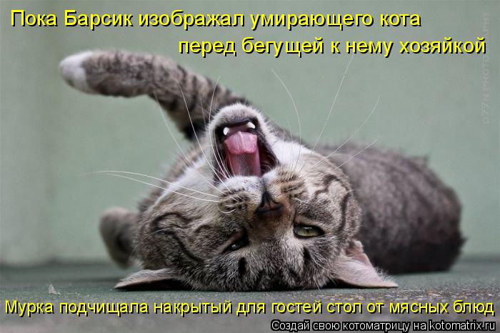 Пока Барсик изображал умирающего кота перед бегущей к нему хозяйкой Мурка подчищала накрытый для гост... Котоматрица: Пока Барсик изображал умирающего кота перед бегущей к нему хозяйкой Мурка подчищала накрытый для гостей стол от мясных блюд