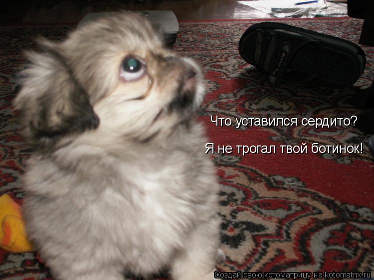 Что уставился сердито? Я не трогал твой ботинок!... Котоматрица: Что уставился сердито? Я не трогал твой ботинок!