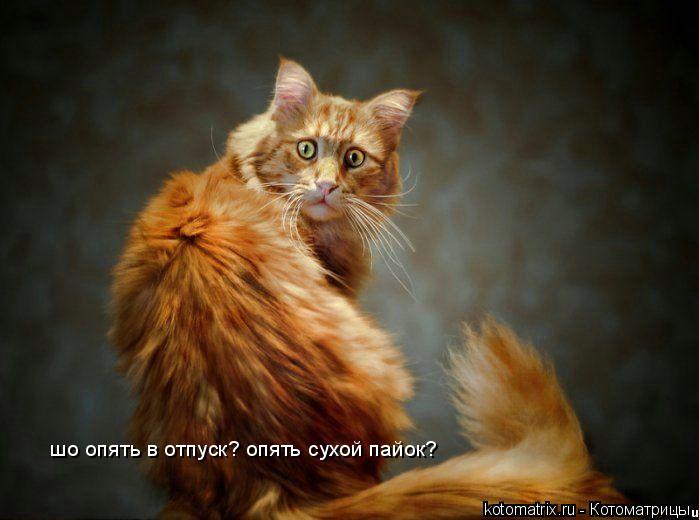 шо опять в отпуск? опять сухой пайок?... Котоматрица: шо опять в отпуск? опять сухой пайок?