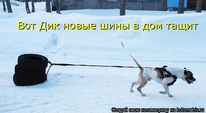 Котоматрица: Вот Дик новые шины в дом тащит
