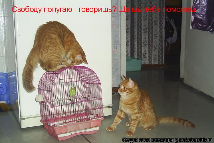 Свободу попугаю - говоришь? Ща мы тебе поможем...... Котоматрица: Свободу попугаю - говоришь? Ща мы тебе поможем...