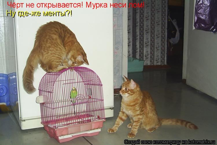 Котоматрица: Чёрт не открывается! Мурка неси лом! Ну где-же менты?!