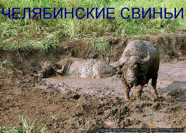 Котоматрица: ЧЕЛЯБИНСКИЕ СВИНЬИ