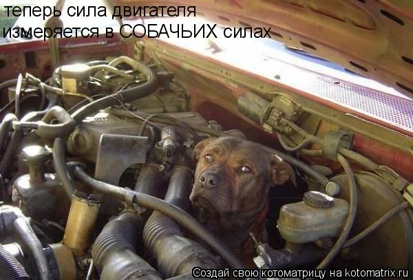 теперь сила двигателя измеряется в СОБАЧЬИХ силах... Котоматрица: теперь сила двигателя измеряется в СОБАЧЬИХ силах