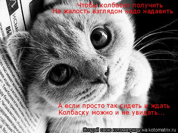 Чтобы колбаску получить На жалость взглядом надо надавить А если просто так сидеть и ждать Колбаску м... Котоматрица: Чтобы колбаску получить На жалость взглядом надо надавить А если просто так сидеть и ждать Колбаску можно и не увидать...