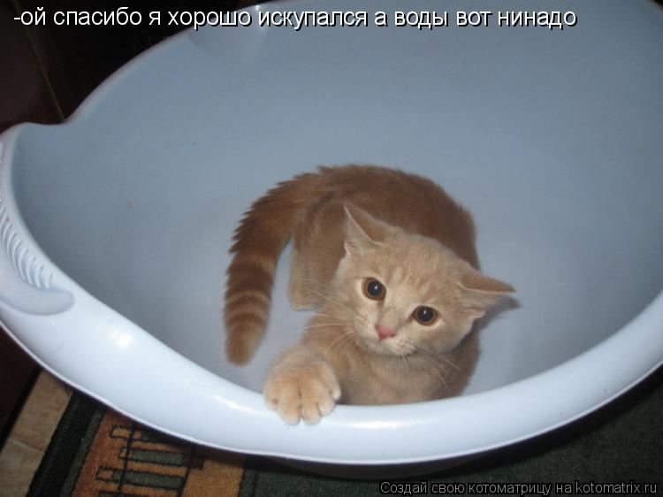 -ой спасибо я хорошо искупался а воды вот нинадо... Котоматрица: -ой спасибо я хорошо искупался а воды вот нинадо