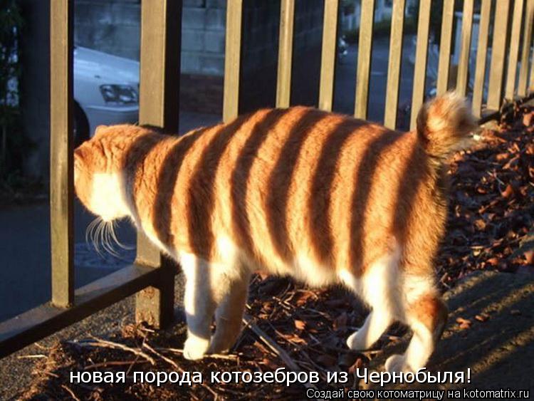 новая порода котозебров из Чернобыля!... Котоматрица: новая порода котозебров из Чернобыля!