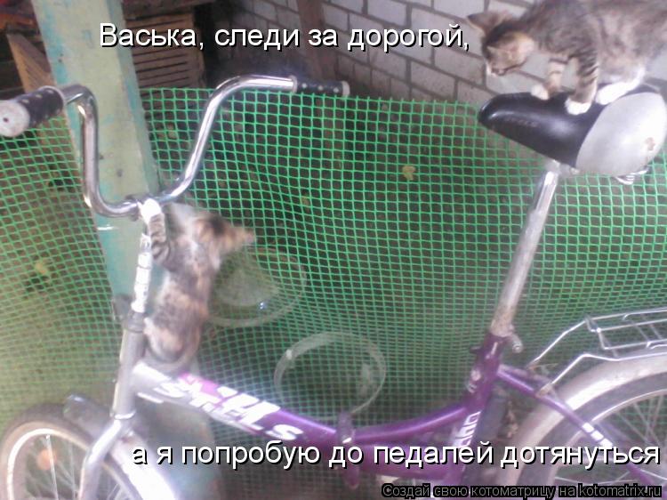 Васька, следи за дорогой, а я попробую до педалей дотянуться... Котоматрица: Васька, следи за дорогой, а я попробую до педалей дотянуться
