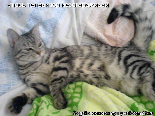 -люсь телевизор незогараживай... Котоматрица: -люсь телевизор незогараживай