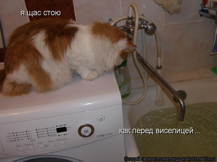 я щас стою как перед виселицей ...... Котоматрица: я щас стою как перед виселицей ...