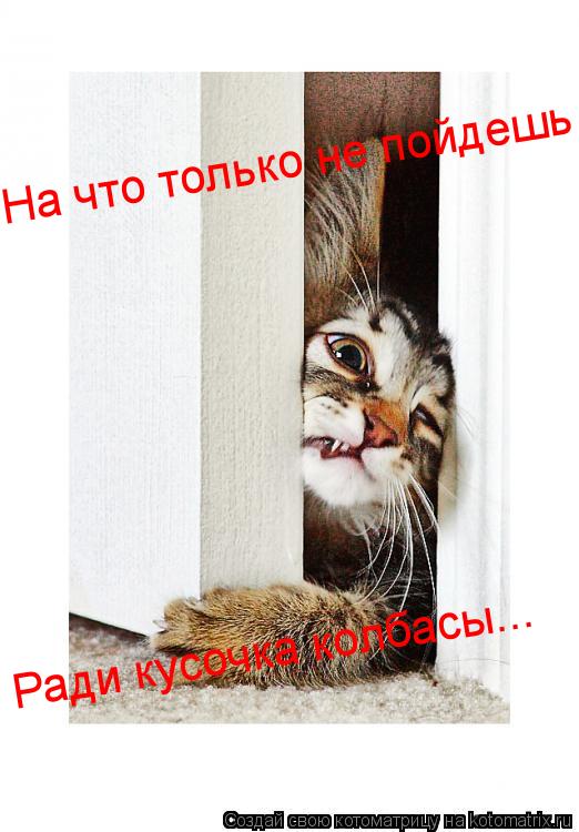 На что только не пойдешь Ради кусочка колбасы...... Котоматрица: На что только не пойдешь Ради кусочка колбасы...