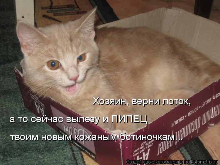 Хозяин, верни лоток, а то сейчас вылезу и ПИПЕЦ твоим новым кожаным ботиночкам...... Котоматрица: Хозяин, верни лоток, а то сейчас вылезу и ПИПЕЦ твоим новым кожаным ботиночкам...