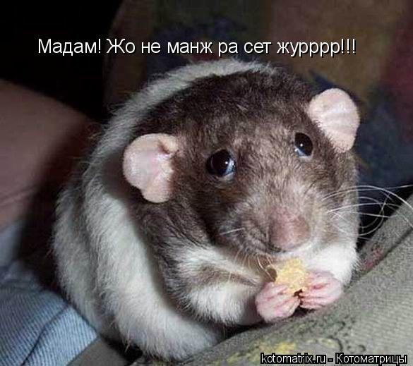 Мадам! Жо не манж ра сет журррр!!!... Котоматрица: Мадам! Жо не манж ра сет журррр!!!
