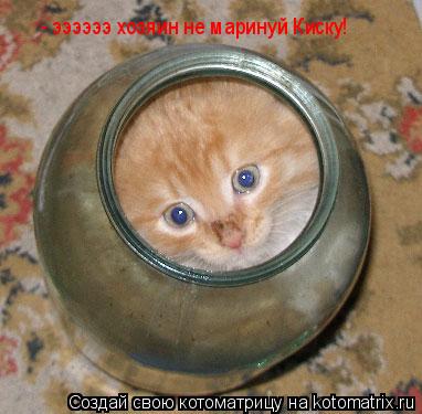 - ээээээ хозяин не маринуй Киску!... Котоматрица: - ээээээ хозяин не маринуй Киску!
