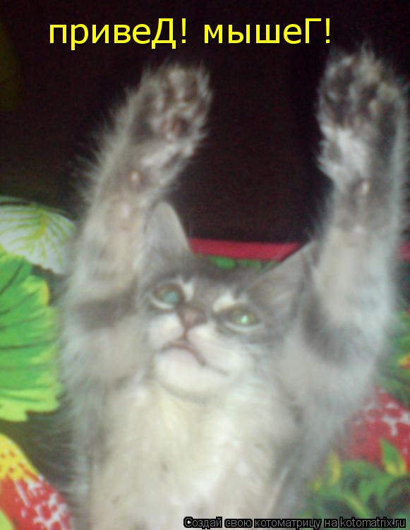 привеД! мышеГ!... Котоматрица: привеД! мышеГ!