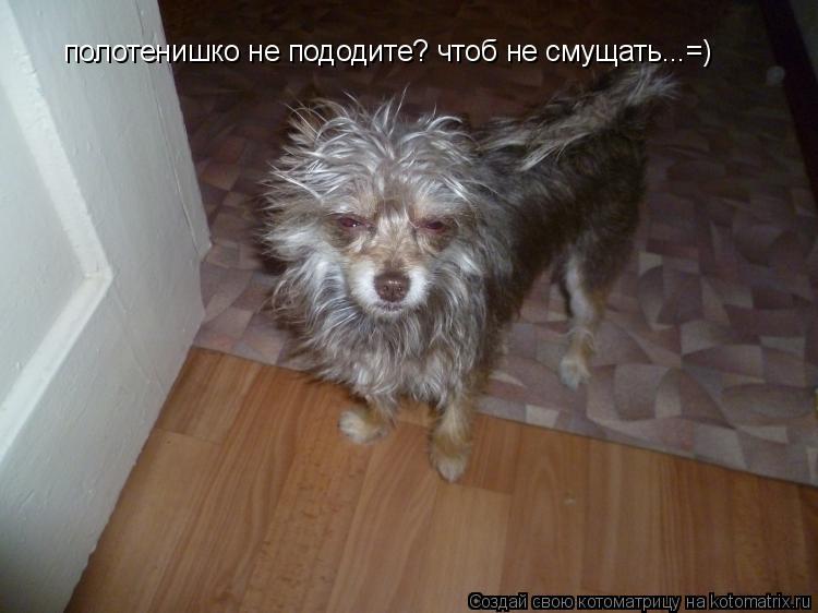 полотенишко не пододите? чтоб не смущать...=)... Котоматрица: полотенишко не пододите? чтоб не смущать...=)