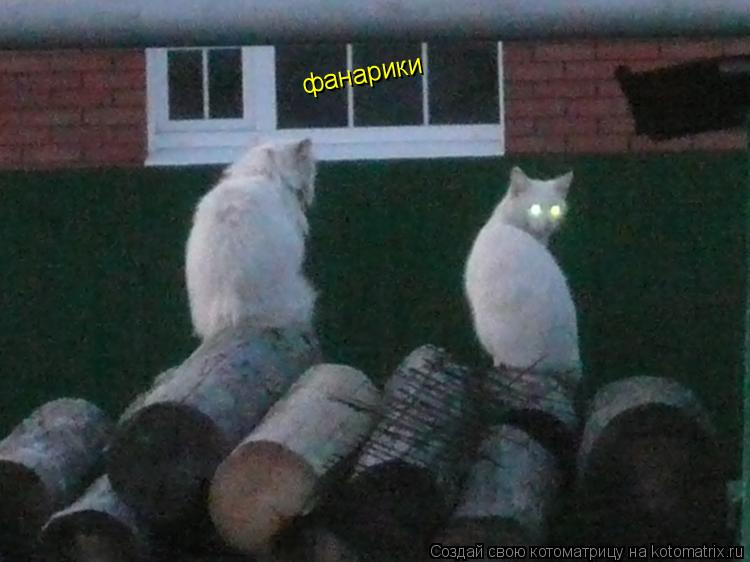фанарики... Котоматрица: фанарики