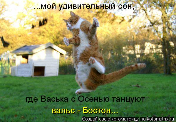 ...мой удивительный сон, где Васька с Осенью танцуют вальс - Бостон...... Котоматрица: ...мой удивительный сон, где Васька с Осенью танцуют вальс - Бостон...