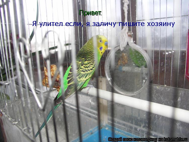 Привет. Я улител если, я заличу пишите хозяину... Котоматрица: Привет. Я улител если, я заличу пишите хозяину