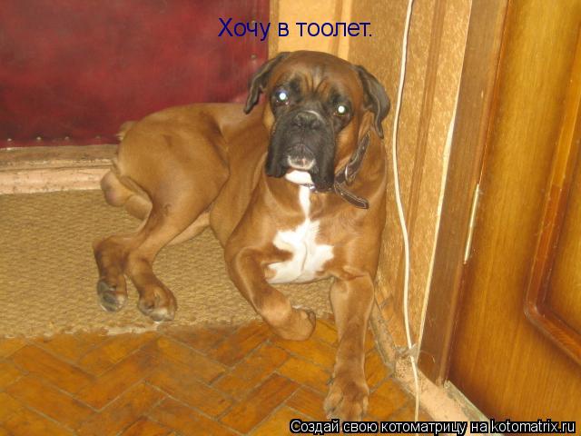 Хочу в тоолет.... Котоматрица: Хочу в тоолет.