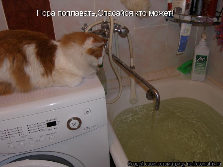 Пора поплавать,Спасайся кто может!... Котоматрица: Пора поплавать,Спасайся кто может!