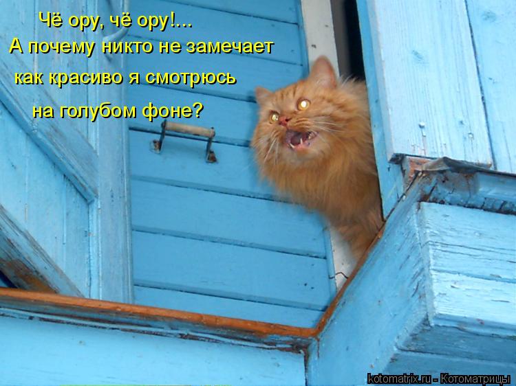 Чё ору, чё ору!... А почему никто не замечает как красиво я смотрюсь на голубом фоне?... Котоматрица: Чё ору, чё ору!... А почему никто не замечает как красиво я смотрюсь на голубом фоне?