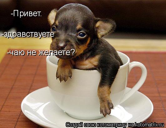 -Привет. -здравствуете -чаю не желаете?... Котоматрица: -Привет. -здравствуете -чаю не желаете?